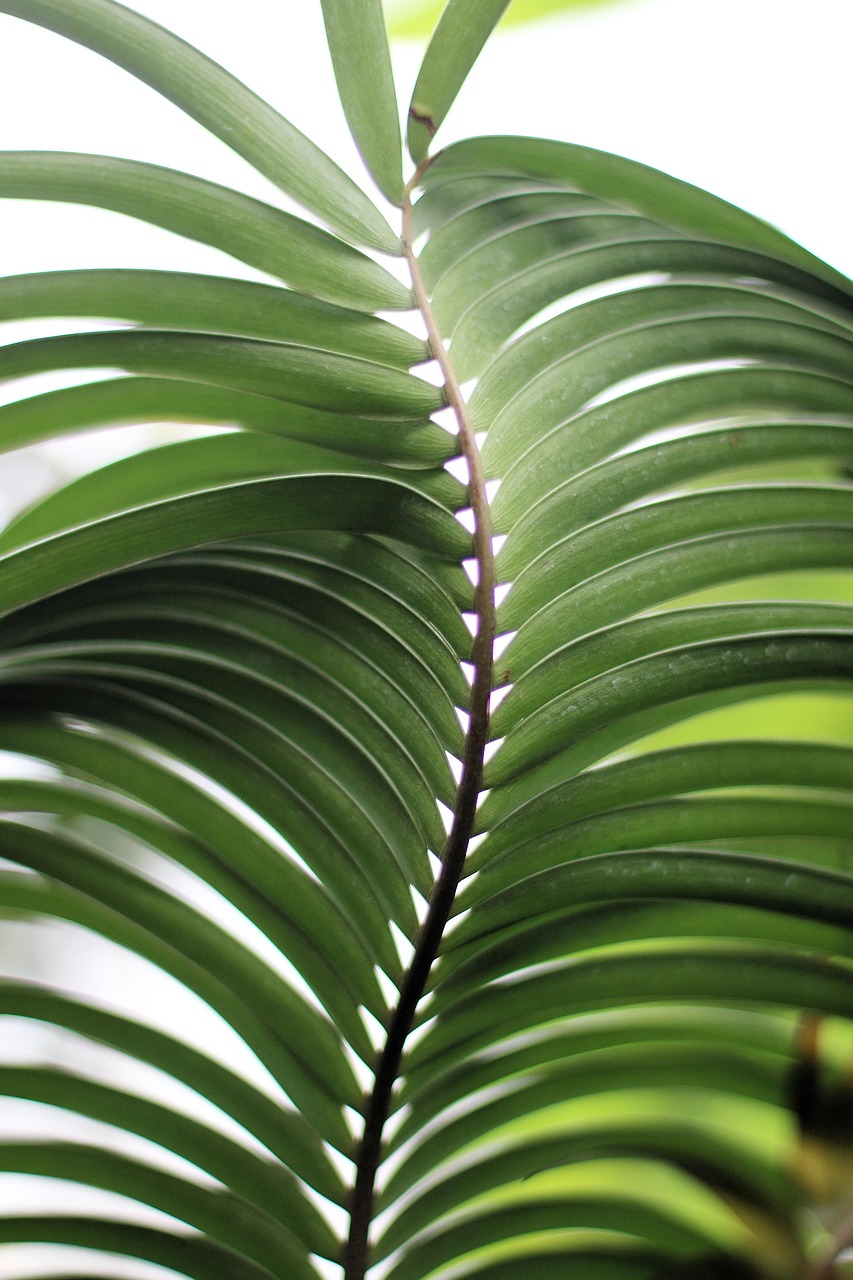 leaves, plant, tropical, foliage, nature, green, greenery, palm, botany, texture