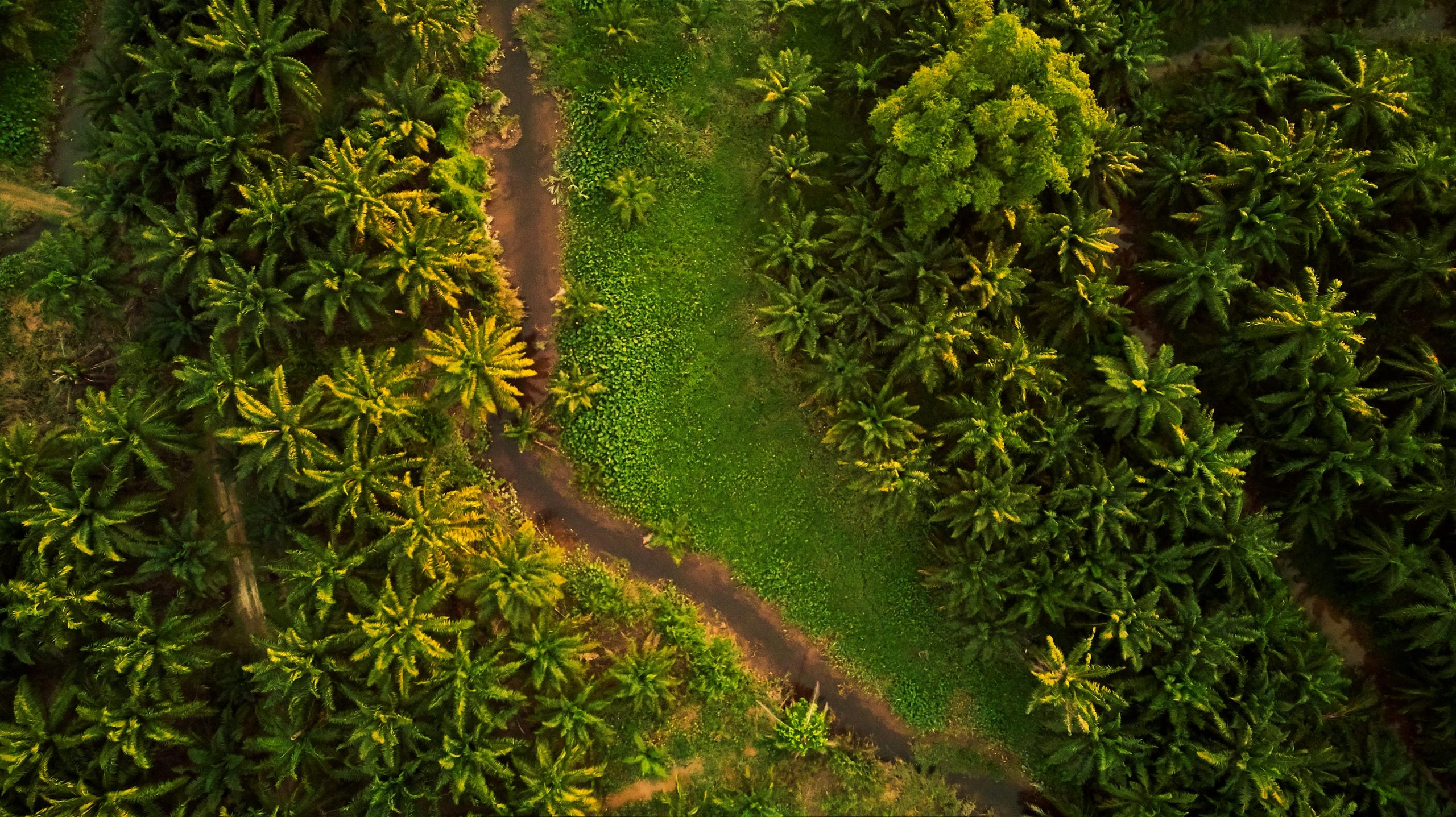 A stunning aerial image of a lush green plantation landscape in Banting, Malaysia.